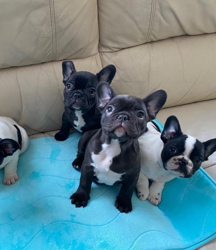 Lovely French Bulldog Puppies Text +1 (612) 564-0296 Image eClassifieds4u