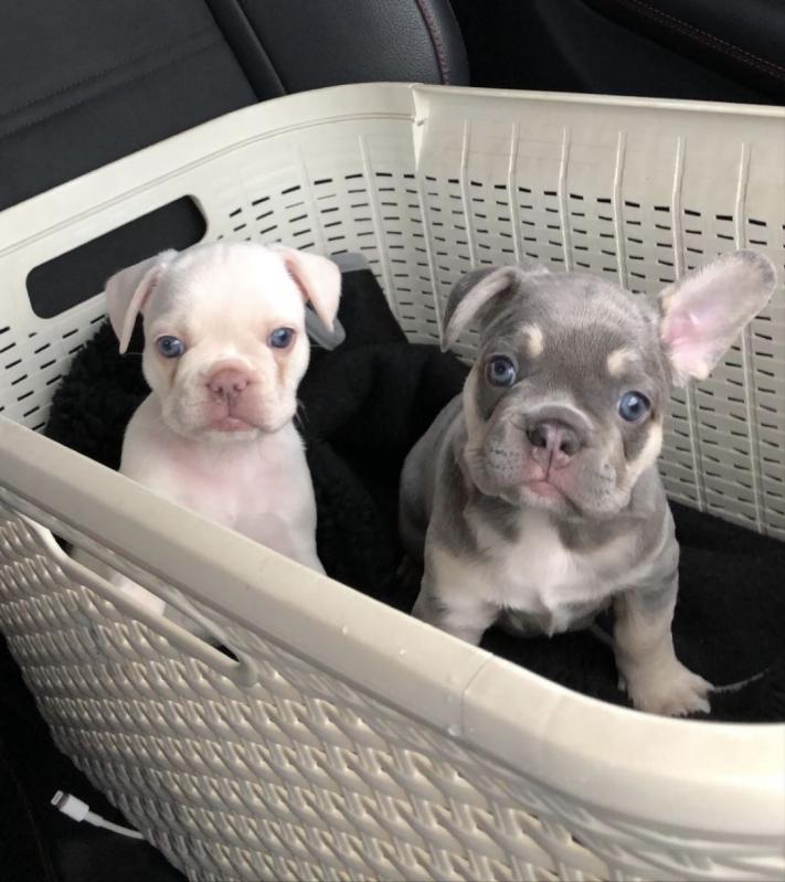 Lovely French Bulldog Puppies Text +1 (612) 564-0296 Image eClassifieds4u