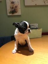 bubbly boston Terrier Text +1 (612) 564-0296 Image eClassifieds4u 3
