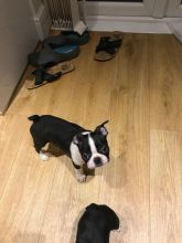 bubbly boston Terrier Text +1 (612) 564-0296 Image eClassifieds4u 2