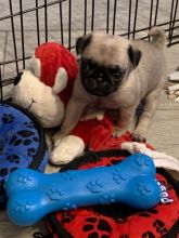 Capable Pug Puppies Text +1 (612) 564-0296 Image eClassifieds4u 4