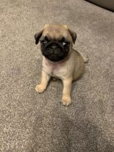 Capable Pug Puppies Text +1 (612) 564-0296 Image eClassifieds4u 3