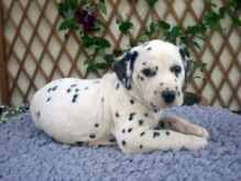 litter of CKC Dalmatian puppies available Image eClassifieds4u 2