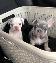 Lovely French Bulldog Puppies Text +1 (612) 564-0296 Image eClassifieds4u 3