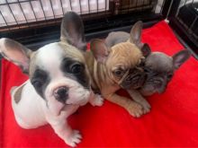 Lovely French Bulldog Puppies Text +1 (612) 564-0296 Image eClassifieds4u 2