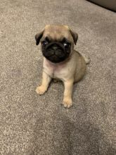 Stunning Pug Puppies Text +1 (612) 564-0296 Image eClassifieds4u 3