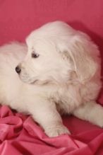 Two golden retriever puppies for adoption . Image eClassifieds4U