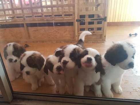 St. Bernard male and female puppies ready Image eClassifieds4u