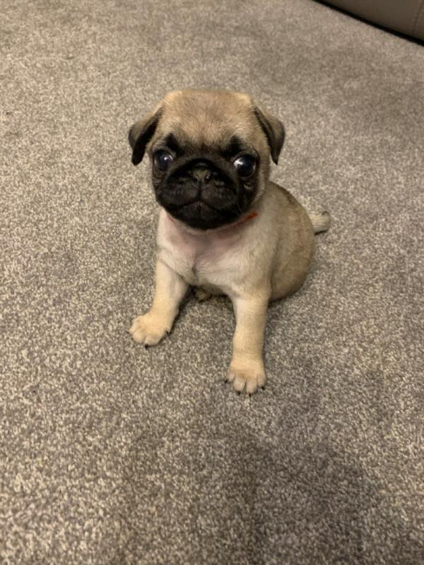 Stunning Pug Puppies Text +1 (612) 564-0296 Image eClassifieds4u
