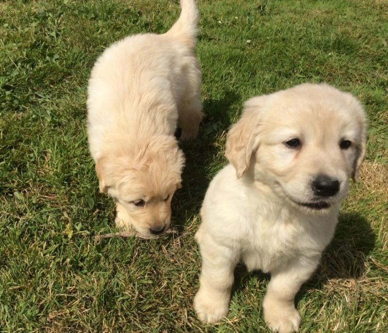Super pretty male and female Golden retriever puppies Image eClassifieds4u