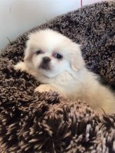 Cute Pekingese Puppies Available