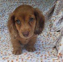 Lovely dachshund puppies For Adoption (306) 500-3579