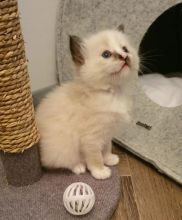Cooperative Ragdoll Kittens Looking For New Home Text +1 (612) 564-0296