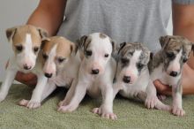 Italian Greyhound Puppies