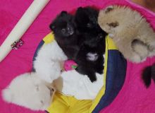 Mini Pomeranian Puppies Available Now