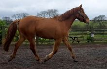 Pure Breed Registered Irish Draught Gelding. Text +1 (612) 564-0296