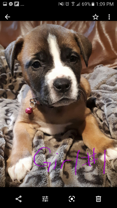 Beautiful Bullmastiff x American bulldog puppies Image eClassifieds4u