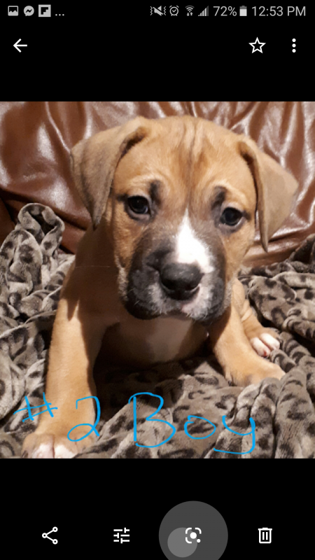 Beautiful Bullmastiff x American bulldog puppies Image eClassifieds4u