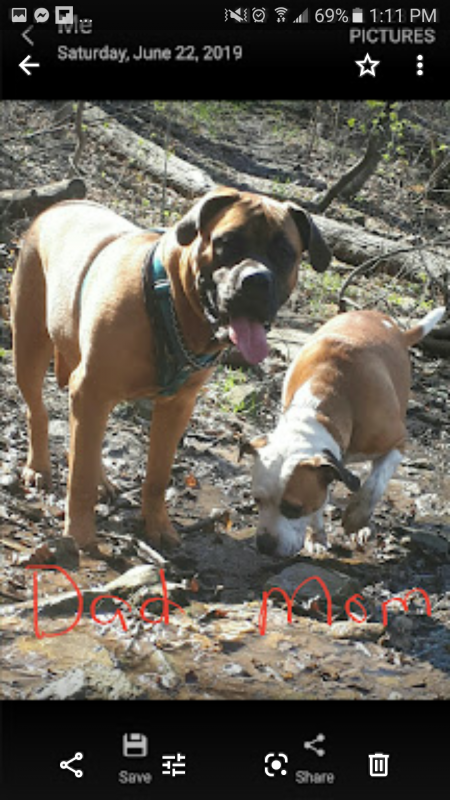 Beautiful Bullmastiff x American bulldog puppies Image eClassifieds4u