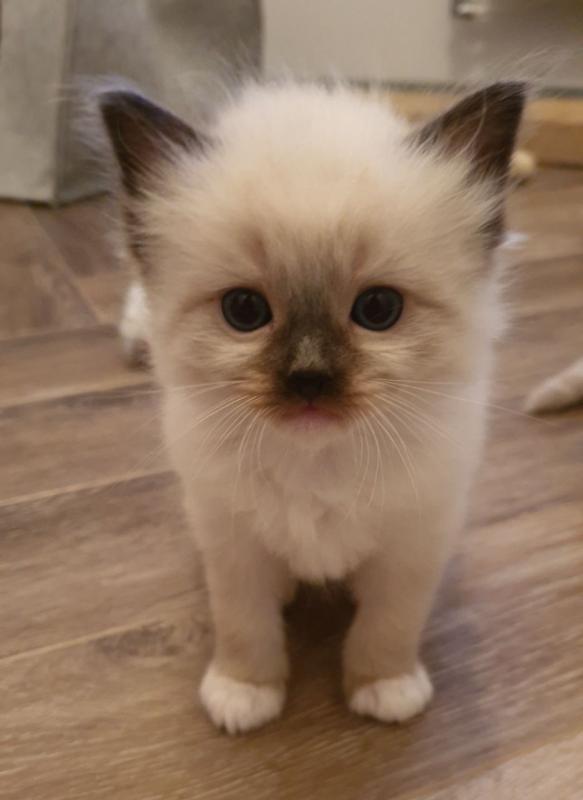 Cooperative Ragdoll Kittens Looking For New Home Text +1 (612) 564-0296 Image eClassifieds4u