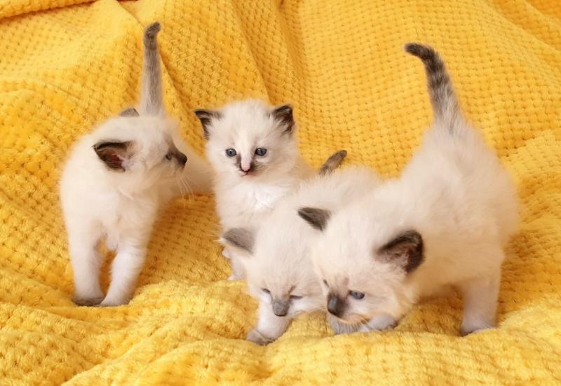 Cooperative Ragdoll Kittens Looking For New Home Text +1 (612) 564-0296 Image eClassifieds4u