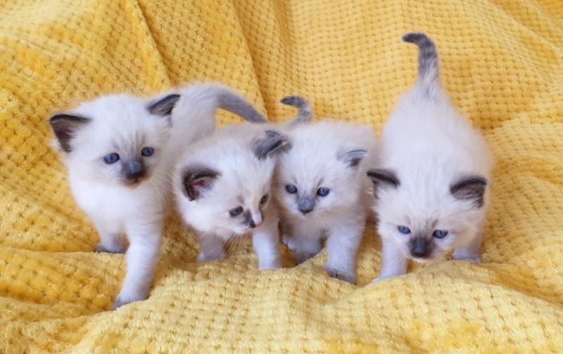 Delightful Ragdoll Kittens Text +1 (612) 564-0296 Image eClassifieds4u