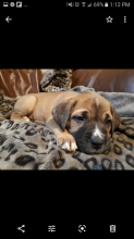 Beautiful Bullmastiff x American bulldog puppies Image eClassifieds4u 2