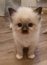 Cooperative Ragdoll Kittens Looking For New Home Text +1 (612) 564-0296 Image eClassifieds4u 2