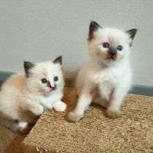 Courteous Ragdoll Kitten Text +1 (612) 564-0296 Image eClassifieds4u 3