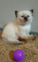 Decent Ragdoll Kittens Text +1 (612) 564-0296 Image eClassifieds4u 2