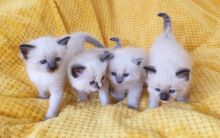 Delightful Ragdoll Kittens Text +1 (612) 564-0296 Image eClassifieds4u 2