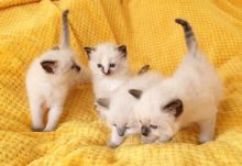 Encouraging Ragdoll Kitten Text +1 (612) 564-0296 Image eClassifieds4u 1