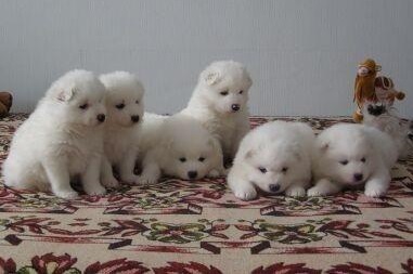 Snow white Samoyed Puppies available Image eClassifieds4u