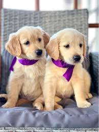 Cute Registered Golden Retriever puppies for adoption. Call or text @(431) 803-0444 Image eClassifieds4u