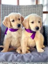 Cute Registered Golden Retriever puppies for adoption. Call or text @(431) 803-0444 Image eClassifieds4u 2