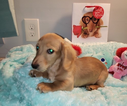 super adorable Dachshund - Miniature Puppies (306) 500-3579 Image eClassifieds4u