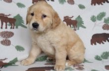 Golden Retriever puppies for adoption