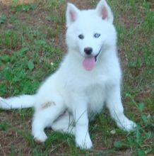 Male and Female Siberian Huskies Puppies available for adoption