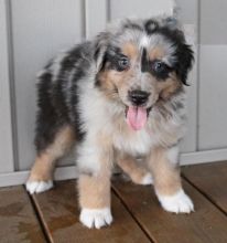 CKC Australian Shepherd Pups, 2 still available! Ready to go this week!