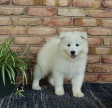 CKC Samoyed Pups, 2 still available! Ready to go this week!