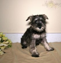 Miniature Schnauzer Puppies ♥️