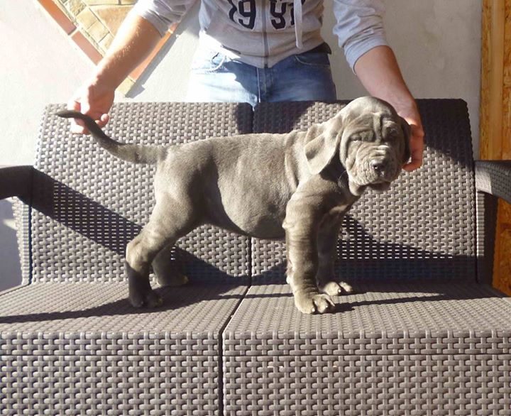 Blue Neapolitan Mastiff puppies Available Image eClassifieds4u