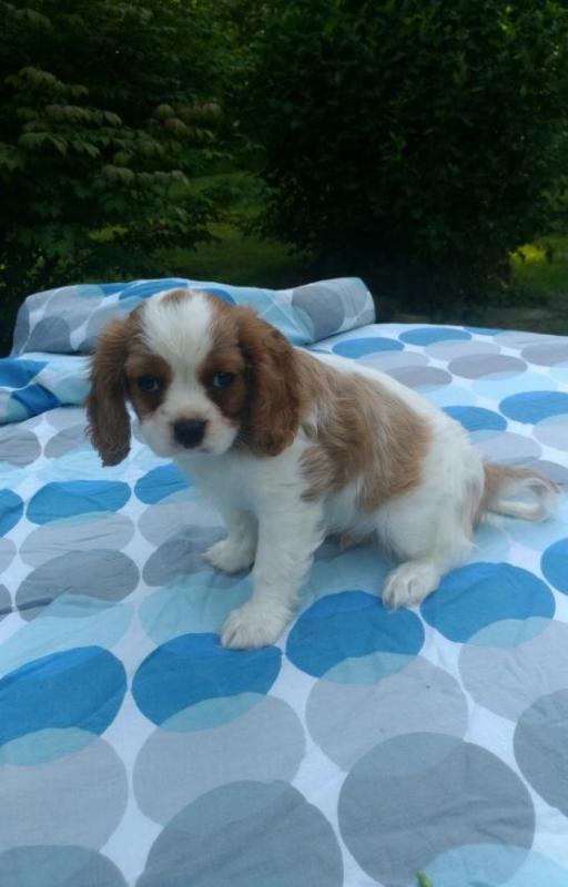 Cavalier King Charles Spaniel (Boy & Girl) Image eClassifieds4u