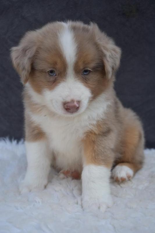 CBCA Reg'd Australian Shepherd Puppies Image eClassifieds4u