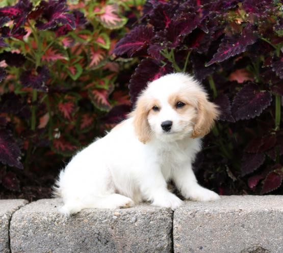 CBCA Reg'd Cavachon Puppies Image eClassifieds4u