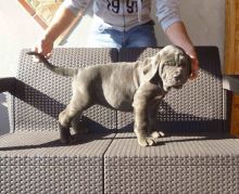 Blue Neapolitan Mastiff puppies Available Image eClassifieds4U