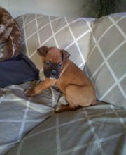 CKC Boxer Pups, 2 still available! Ready to go this week! Image eClassifieds4U