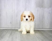 CKC Cavachon Pups, 2 still available! Ready to go this week! Image eClassifieds4U