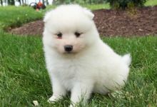 Samoyed Puppies ♥️ Image eClassifieds4U