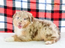 Top Quality Australian Shepherds Image eClassifieds4U